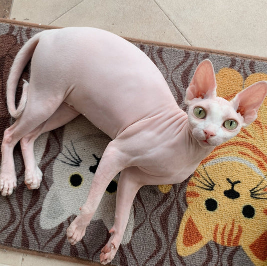 How to maintain the standard size of Sphynx hairless cat through diet and exercise?