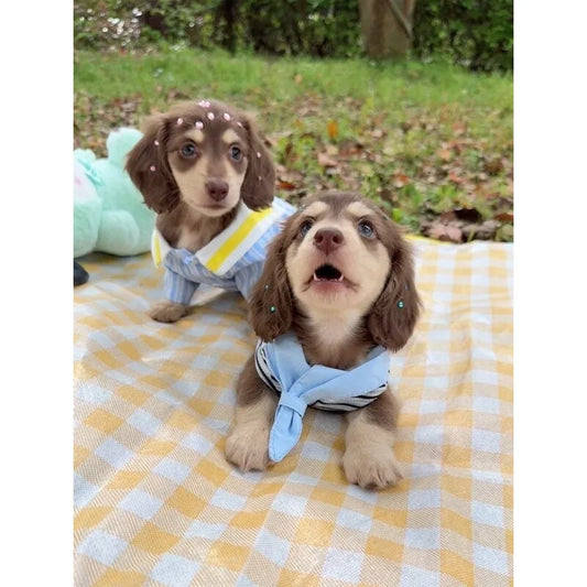 Blue Sailor Dog Shirt & Vest Options — product view 2