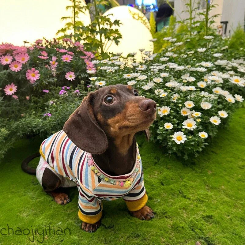 Rainbow Stripe Dachshund Shirt — product view 4
