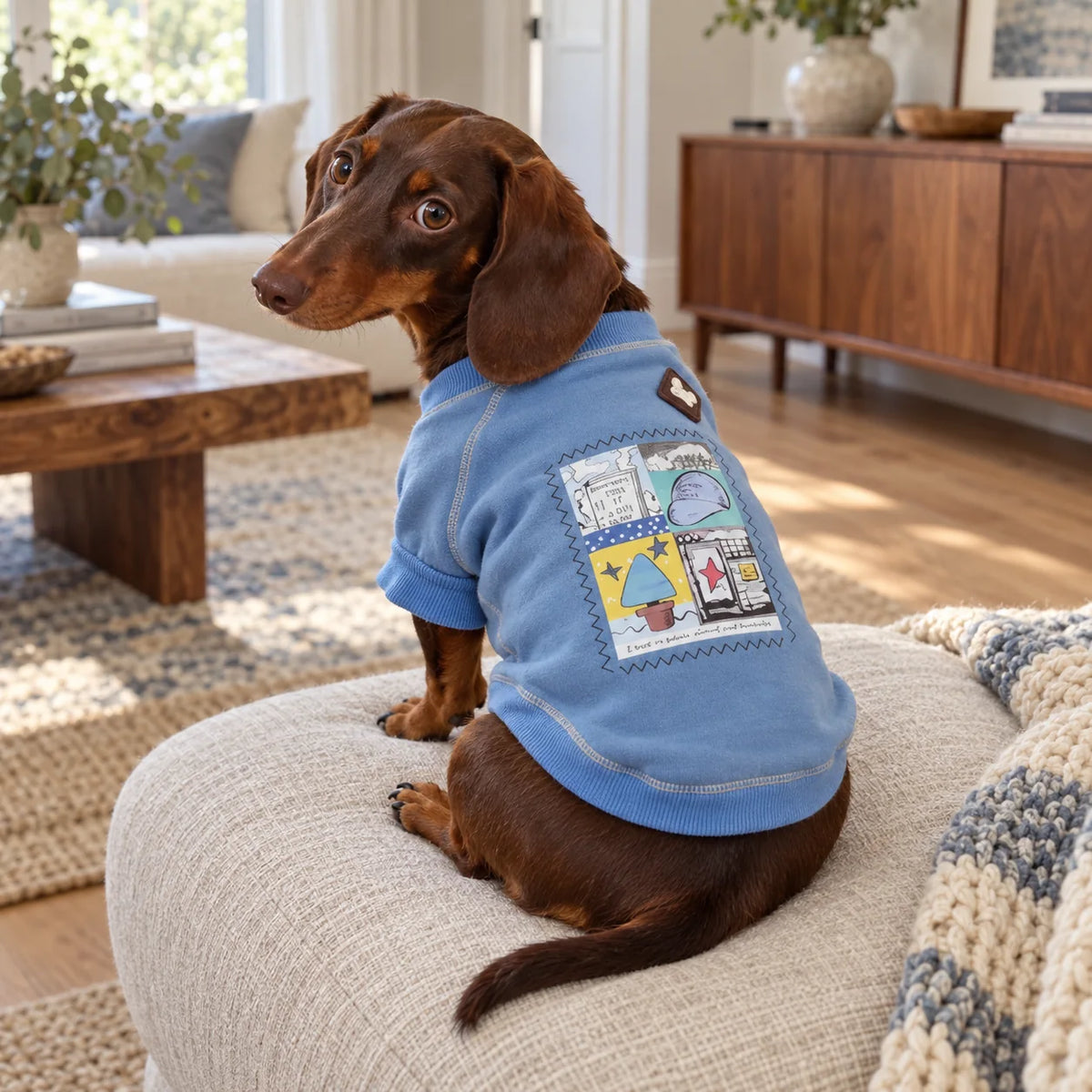 Chocolate dachshund wearing a powder blue graphic sweatshirt in a modern American living room