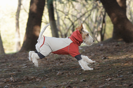 Traveling With Your Dog: The Ultimate Packing Checklist