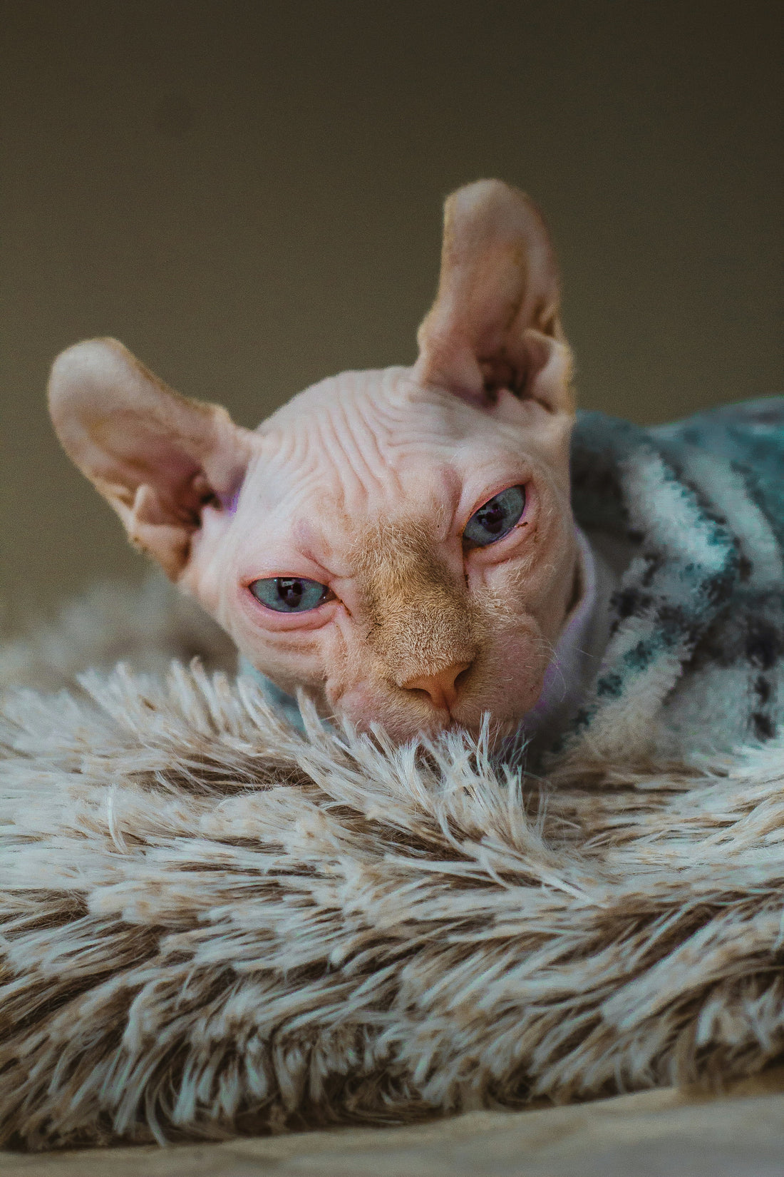 Sphynx Hairless Cat Feeding Precautions: Nurturing Your Unique Feline Friend