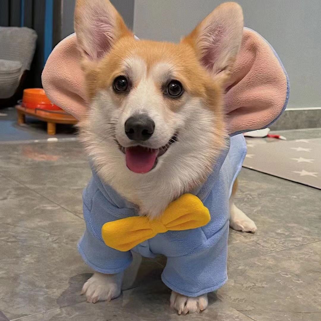 Corgi