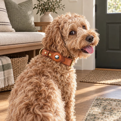 Apricot cockapoo wearing a cognac leather AirTag collar in a refined American entryway