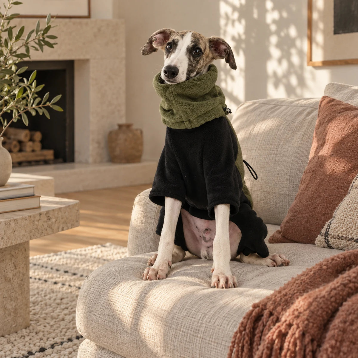 Whippet wearing a black fleece jumpsuit with an olive detachable collar at home