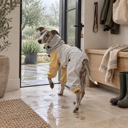 Whippet wearing a waterproof functional jacket after a rainy walk