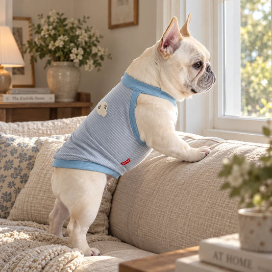 French bulldog wearing a blue-gray striped vest while looking out a window