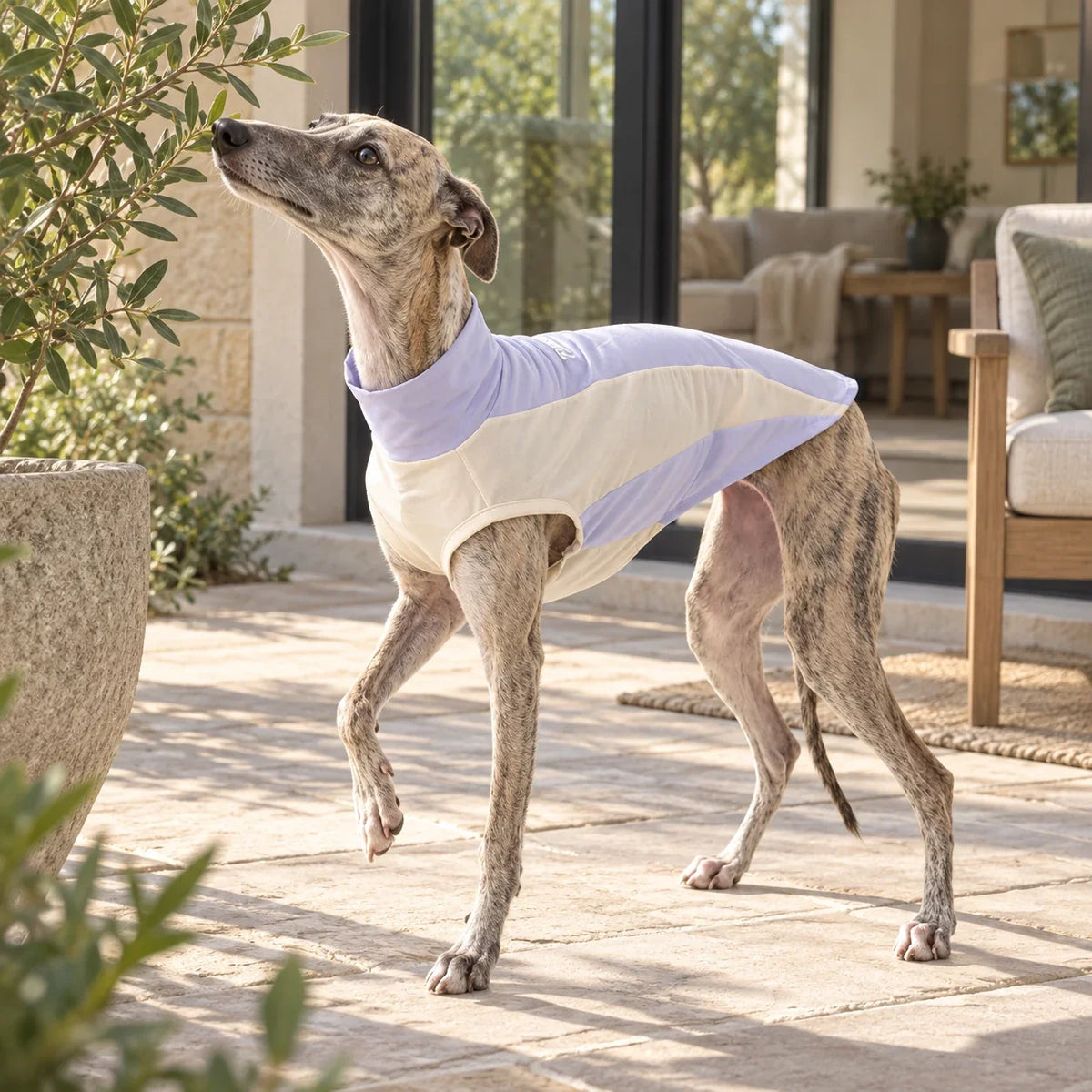 Brindle whippet wearing a lavender and cream UV sun shirt on a warm modern patio