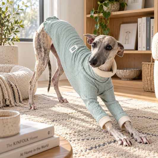 Whippet stretching in a pale mint ribbed summer base layer