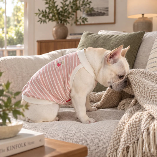 French bulldog in a dusty pink striped spring vest on an oatmeal sofa