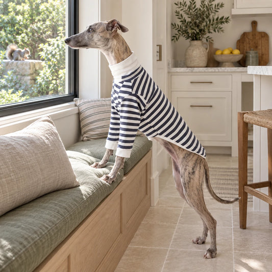 Whippet watching a squirrel in a navy and white striped shirt