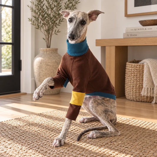 Whippet offering a paw in a brown teal and mustard patchwork shirt