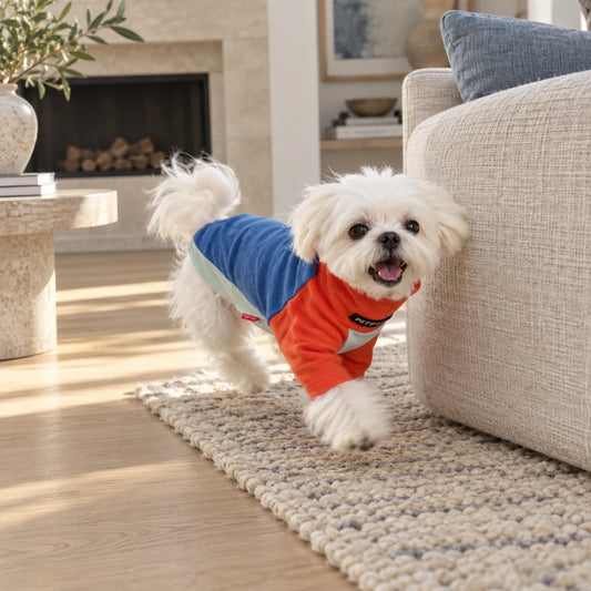 Maltese running indoors in a blue red and mint tricolor top
