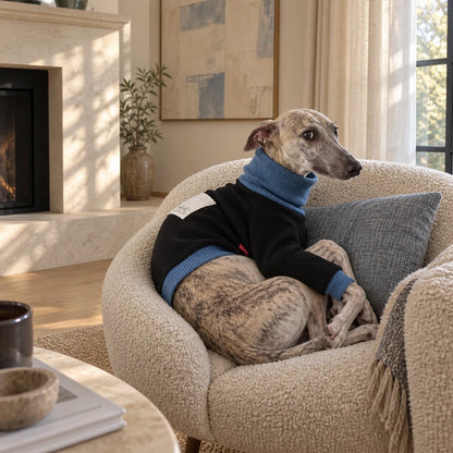 Whippet wearing a black and blue color-block top in an American living room