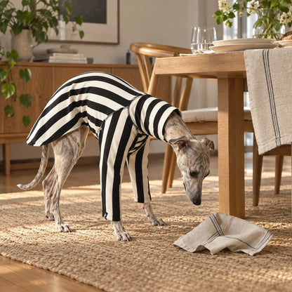 Whippet in a black and ivory striped shirt inspecting a napkin