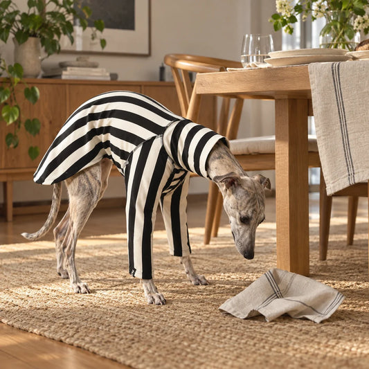 Whippet in a black and ivory striped shirt inspecting a napkin
