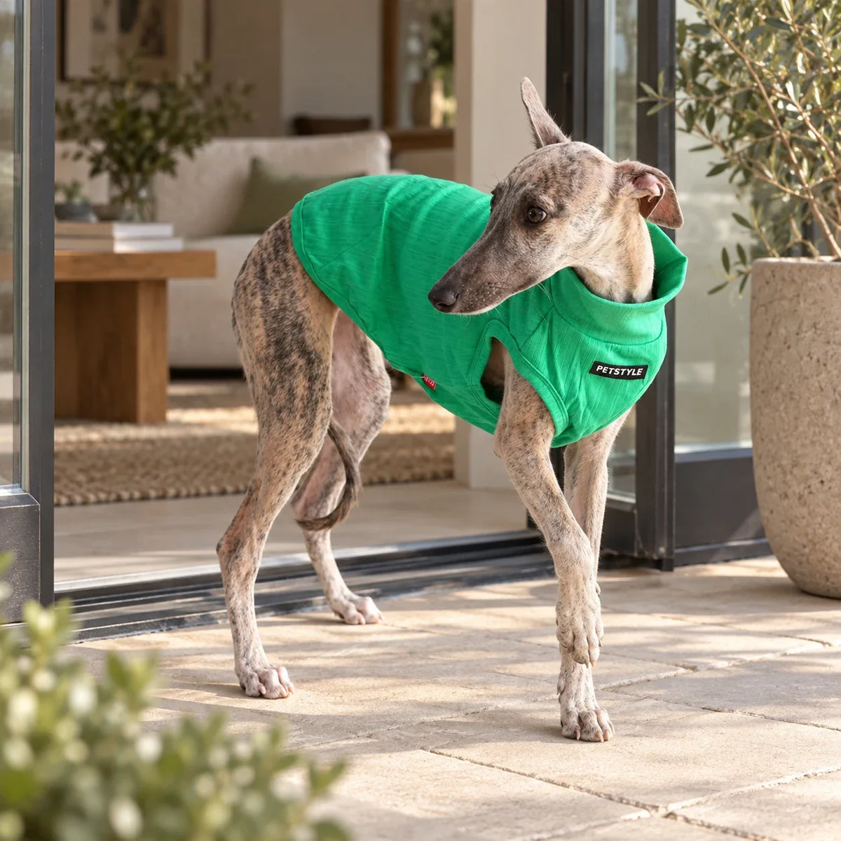 Whippet stepping onto a patio in a bright green spring vest