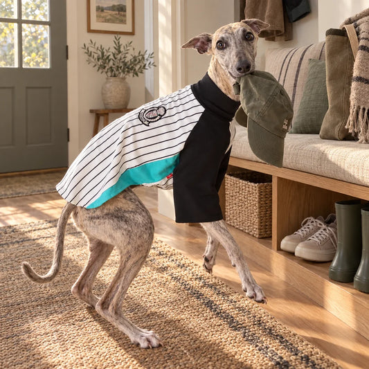 Brindle whippet playfully holding a cap while wearing the striped baseball shirt in a warm American entryway