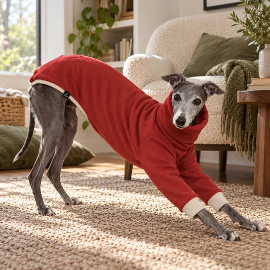Greyhound wearing a brick red turtleneck fleece shirt in a modern American reading nook