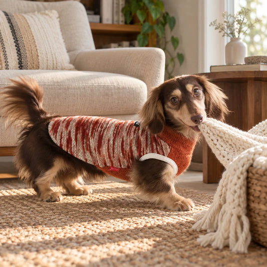 Orange Woven Pet Vest on a dachshund in a modern American living room