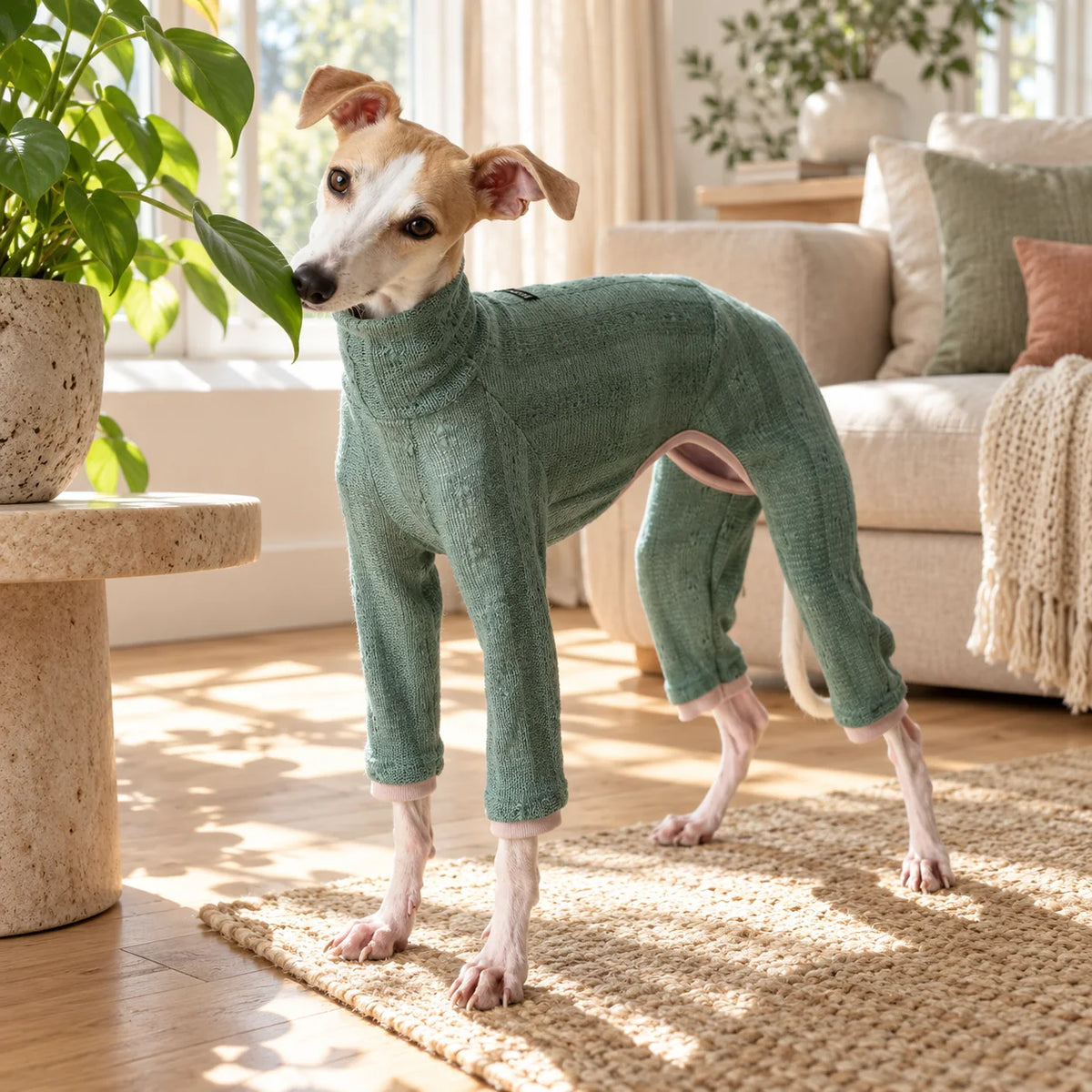 Sage retro knit onesie on an Italian Greyhound in a warm modern American living room