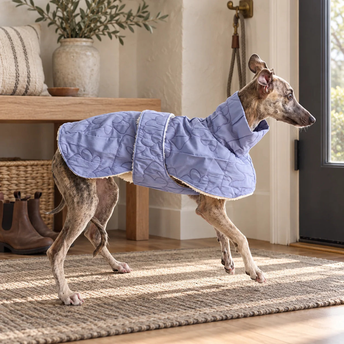 Lavender hook-and-loop cape on a brindle Italian Greyhound in a modern American entryway