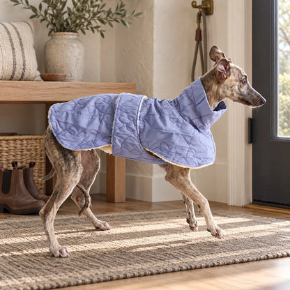 Lavender hook-and-loop cape on a brindle Italian Greyhound in a modern American entryway