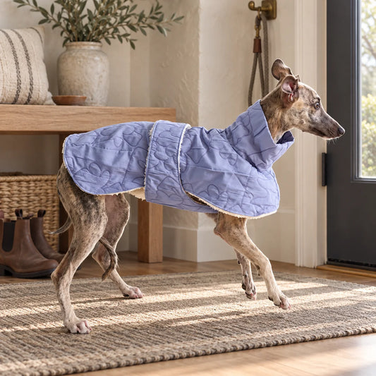 Lavender hook-and-loop cape on a brindle Italian Greyhound in a modern American entryway