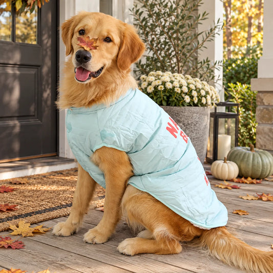 Pale blue padded large dog vest on a golden retriever on a modern American porch