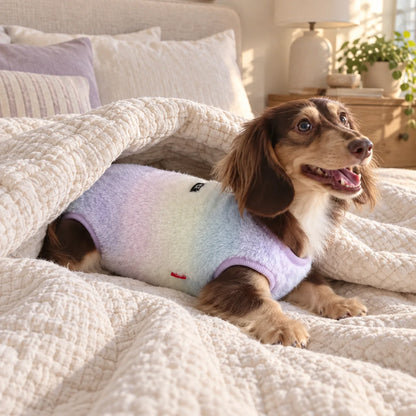 Pastel plush pet bodysuit on a dachshund in a cozy modern American bedroom
