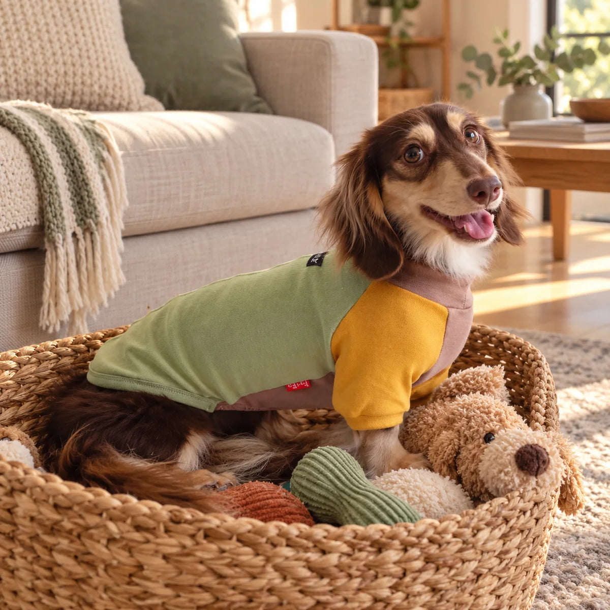 Colorblock pet shirt on a dachshund playing in a modern American living room