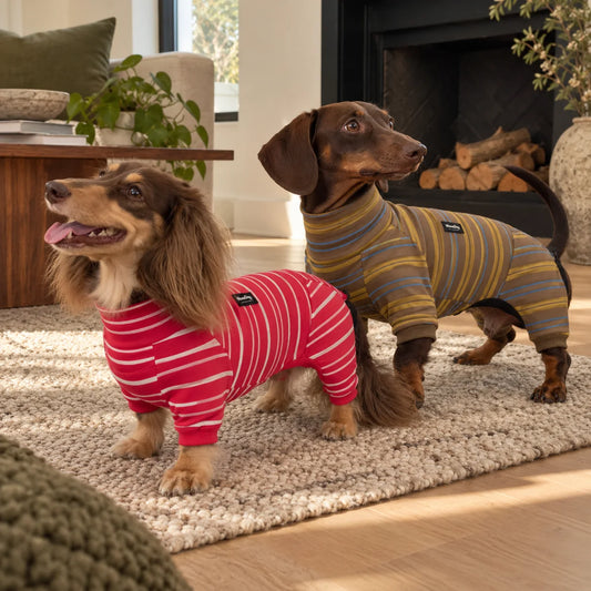 Two dachshunds wearing Berry Cream and Cocoa Sky striped WienieDay onesies in a modern American living room