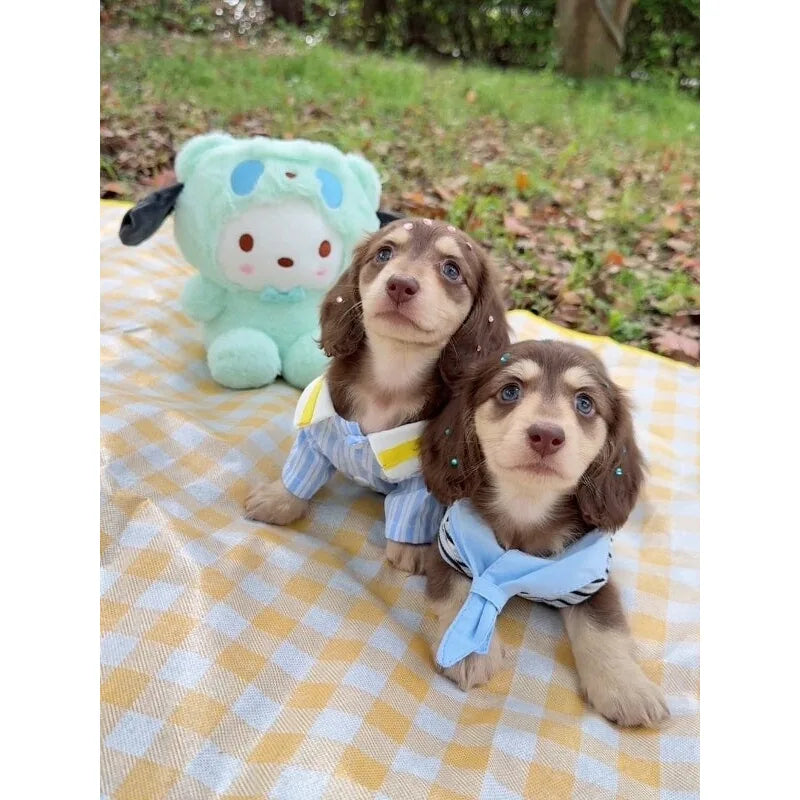 Blue Sailor Dog Shirt & Vest Options — product view 1
