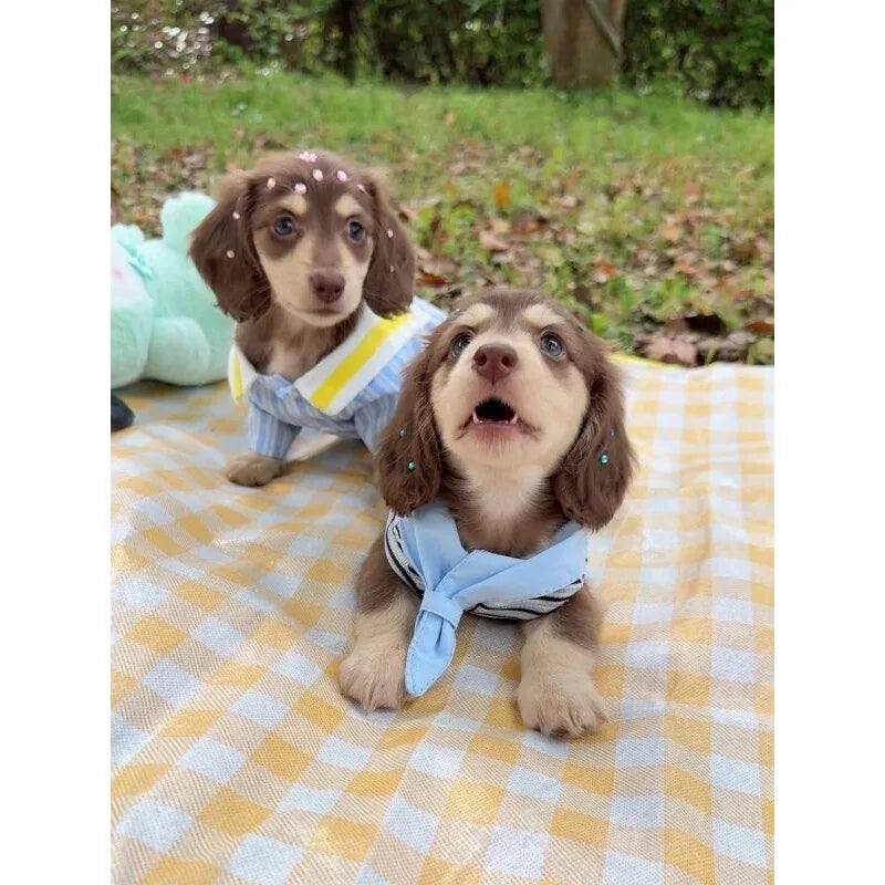 Blue Sailor Dog Shirt & Vest Options — product view 2
