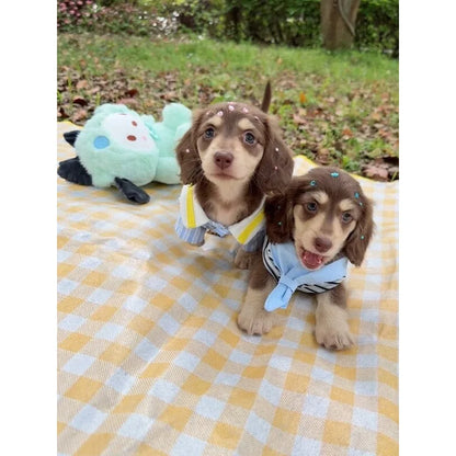 Blue Sailor Dog Shirt & Vest Options — product view 3