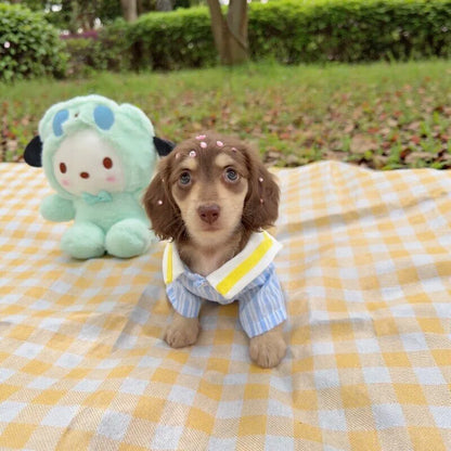 Blue Sailor Dog Shirt & Vest Options — product view 4