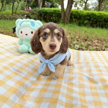 Blue Sailor Dog Shirt & Vest Options — product view 5