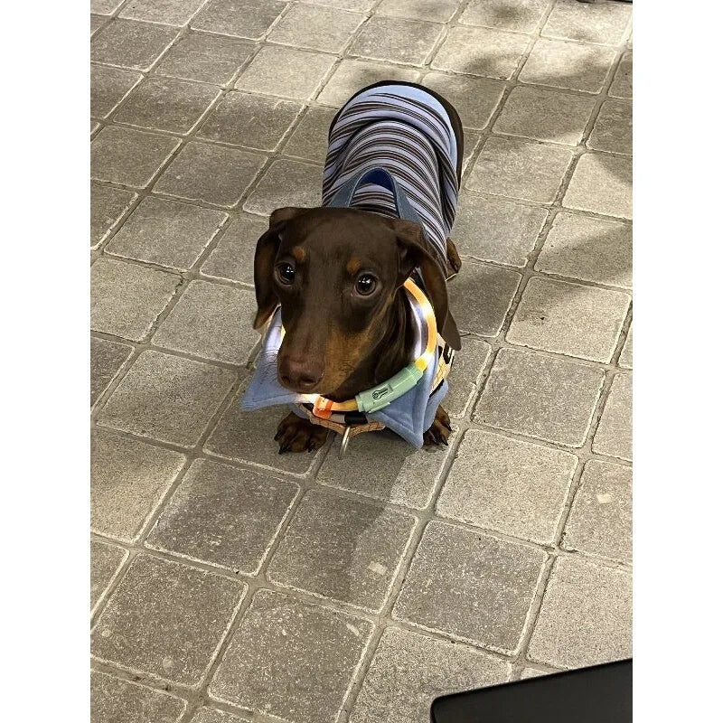 Blue & Brown Stripe Dog Polo — product view 3