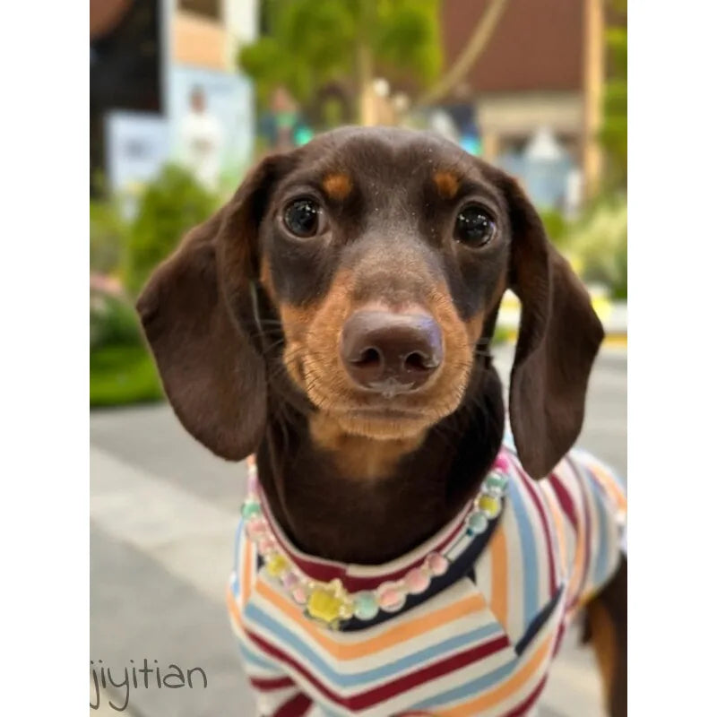 Rainbow Stripe Dachshund Shirt — product view 3