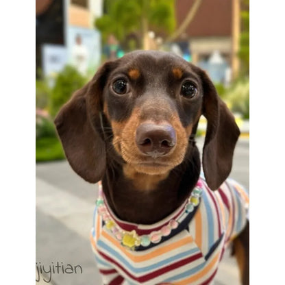 Rainbow Stripe Dachshund Shirt — product view 3