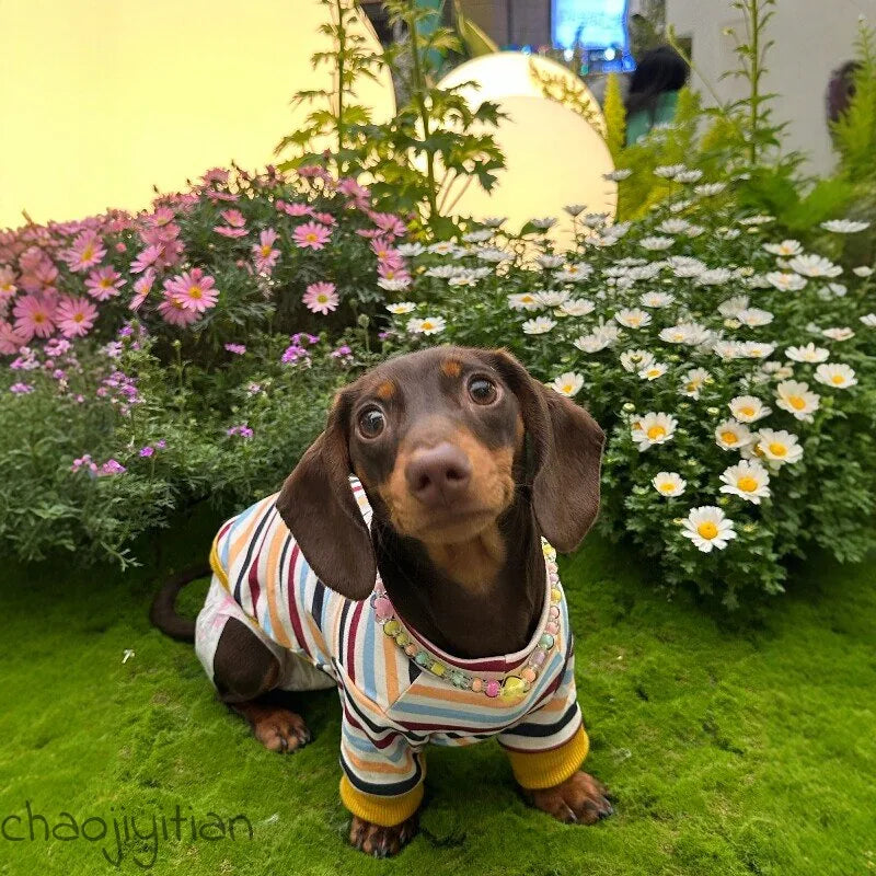 Rainbow Stripe Dachshund Shirt — product view 5