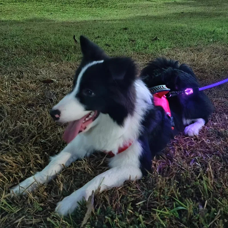 Light-Up Pet Leash — product view 2