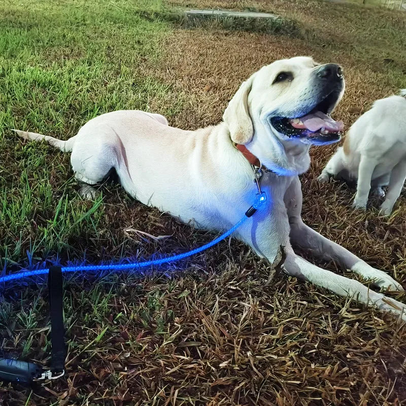 Light-Up Pet Leash — product view 1