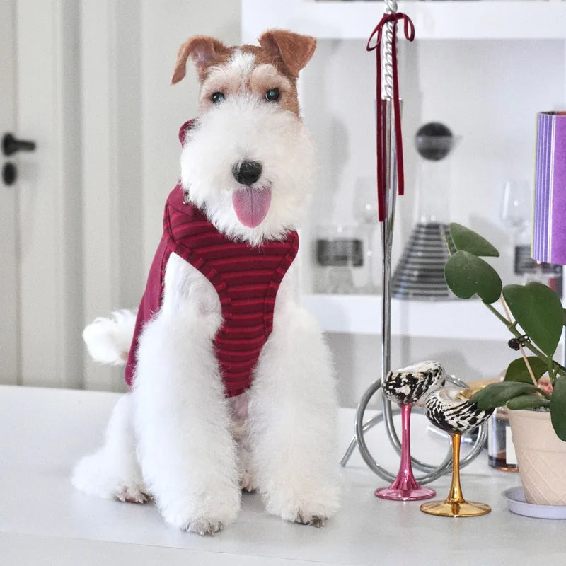 Contrast-Trim Dog Vest — product view 2