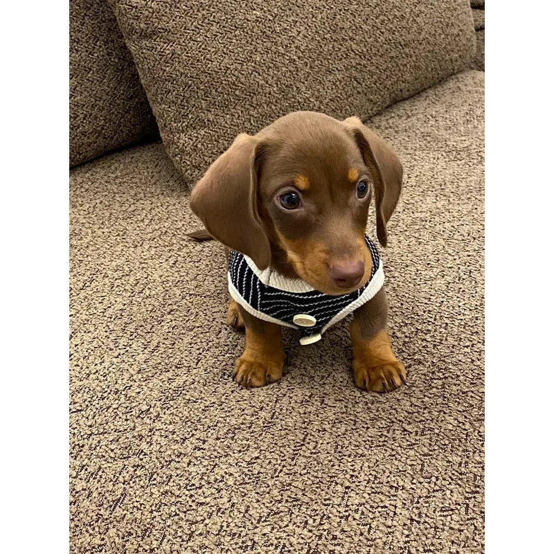 Fine-Stripe Dog Vest — product view 2
