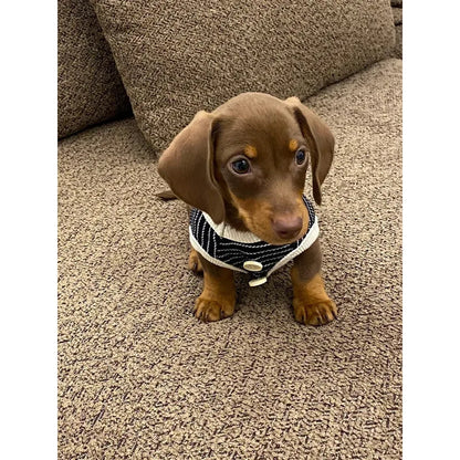 Fine-Stripe Dog Vest — product view 2