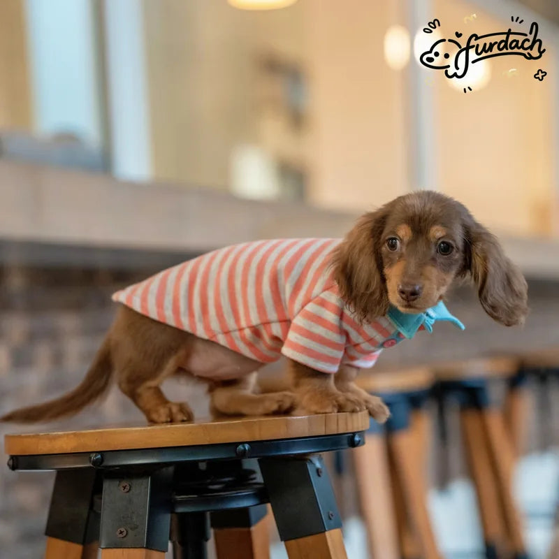 Striped Dachshund Polo Shirt — product view 2