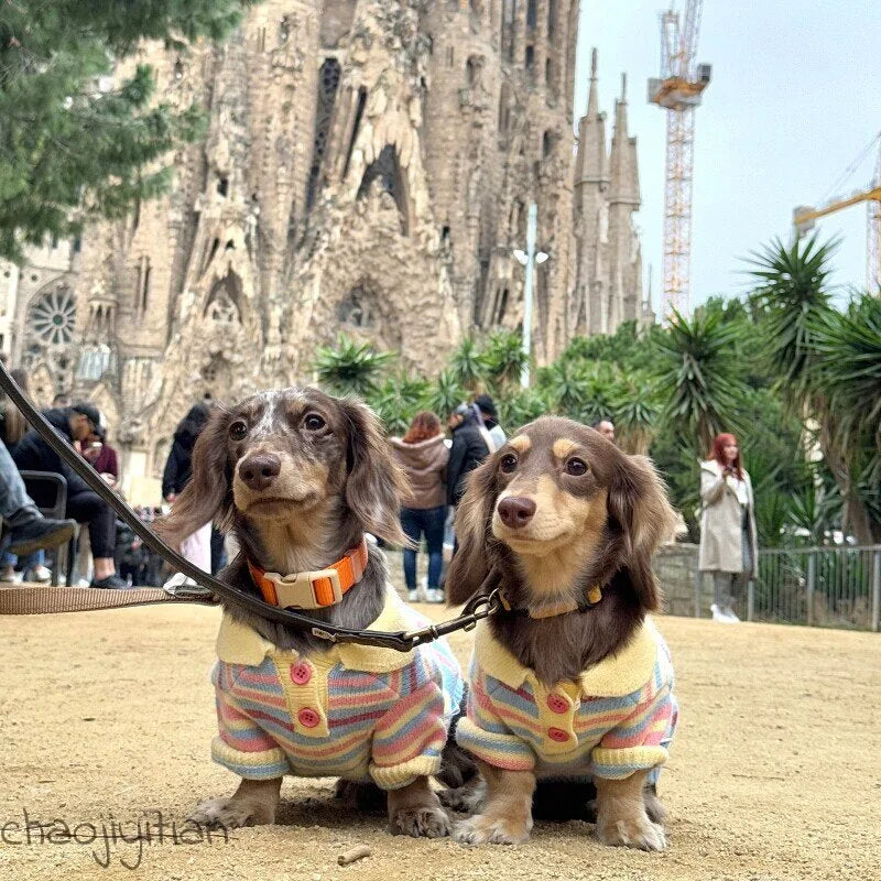 Rainbow Stripe Dog Sweater — product view 3
