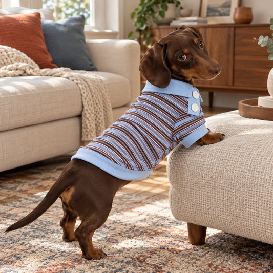 Dachshund wearing a blue and brown stripe polo in a modern American home