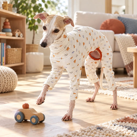 Italian greyhound wearing car print pajamas in a modern American playroom